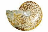 Polished Ammonite (Cleoniceras) Fossil - Madagascar #365073-1
